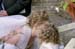 7Oct2006 (347)